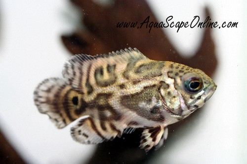 Baby tiger oscar fish for sale